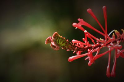 Close-up of red flowering plant