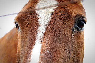 Close-up of a horse