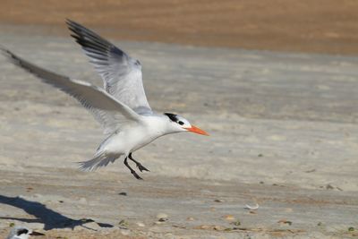 Seagull flying over beach