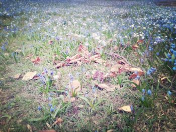 Plant growing on field