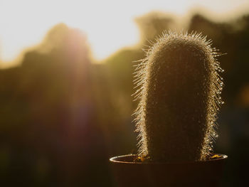 Close-up of cactus plant