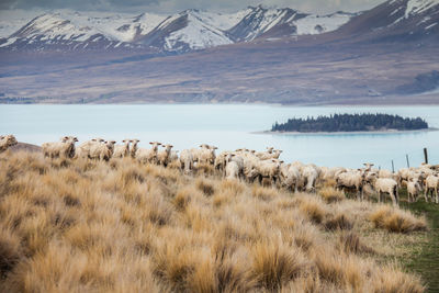 Scenic view of lake by snowcapped mountains against sky