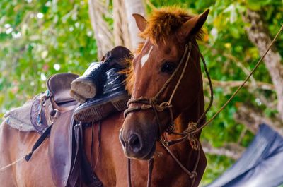 Close-up of horse looking away