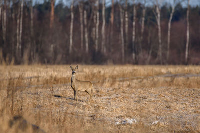 Deer in a field