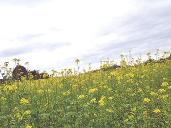 Scenic view of oilseed rape field against sky