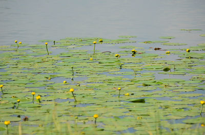 Scenic view of water lily in lake