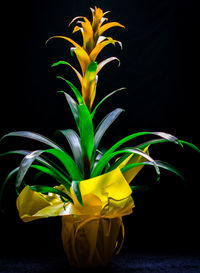 Close-up of yellow flowers in vase