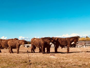 Horses on a field