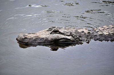 Alligator in water in florida