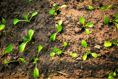 soil