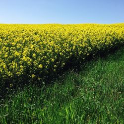 Scenic view of oilseed rape field