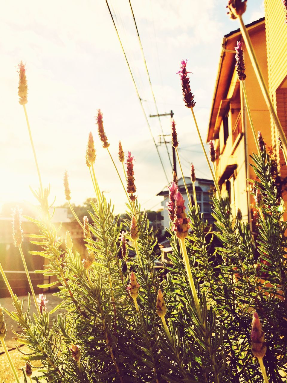 building exterior, plant, built structure, architecture, growth, sky, flower, house, power line, low angle view, nature, sunlight, growing, outdoors, freshness, no people, field, sunset, electricity pylon, day