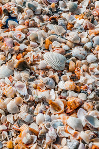 High angle view of seashells on pebbles at beach