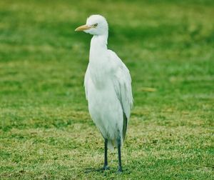 White bird on a field