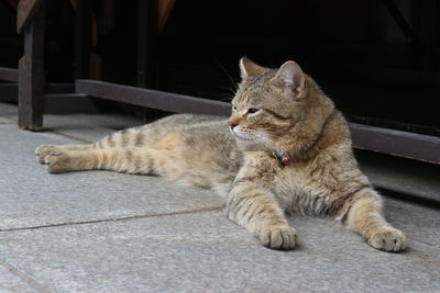 Close-up of a cat lying on footpath