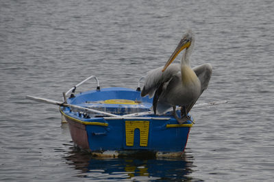 Bird perching on lake