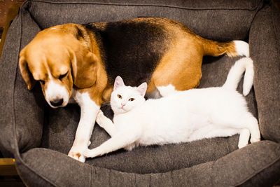 Dog relaxing on sofa