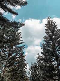Low angle view of pine trees against sky during winter