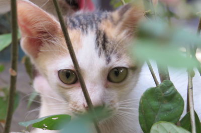Close-up portrait of cat
