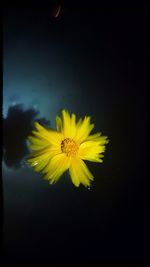 Close-up of yellow flowers