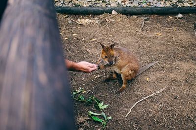 Close-up of young man holding dog
