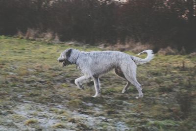 Horse walking on field