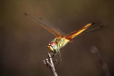 Close-up of dragonfly perching on leaf