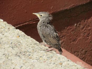 Close-up of bird perching on wall