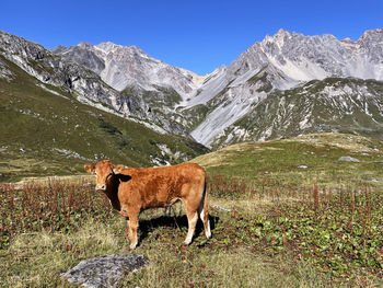 Cow and countryside alpine farms vanoise national park, hautes alps, france