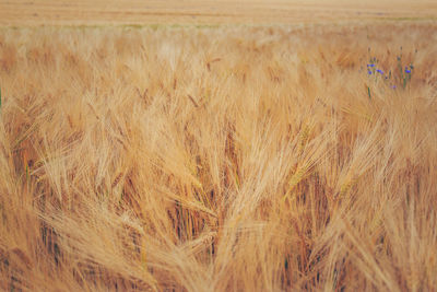 Scenic view of wheat field