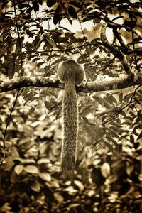 Low angle view of lizard on tree