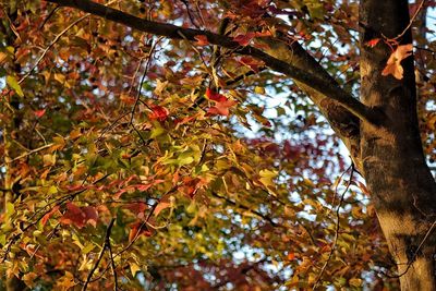 Low angle view of tree during autumn