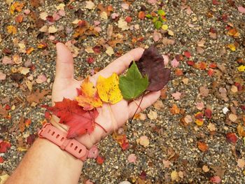 Low section of person holding autumn leaves