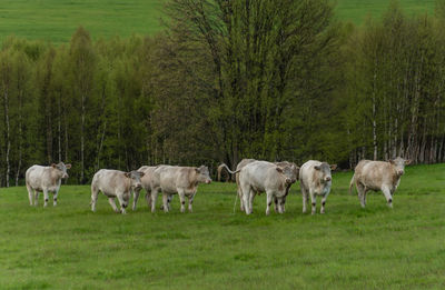 Horses grazing in a field