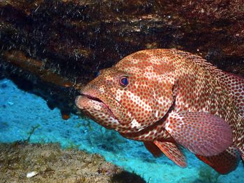 Close-up of fish swimming in sea