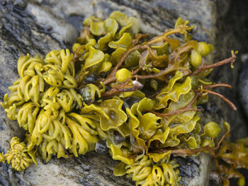 Close-up of yellow flowers