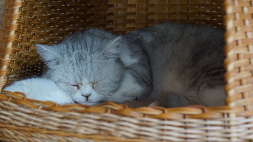 Close-up of cat sleeping in basket