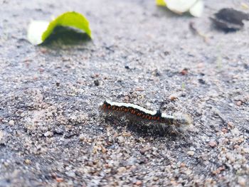 Close-up of insect on rock