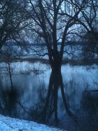 Bare trees on landscape