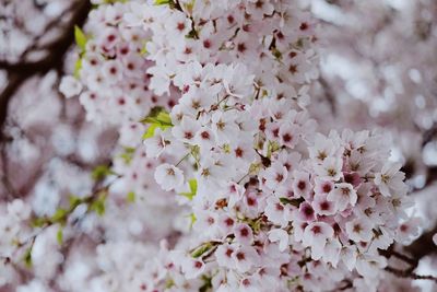 Close-up of pink cherry blossom