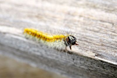 Close-up of bee