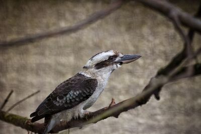 Bird perching