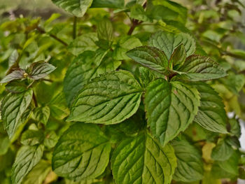 Close-up of green leaves