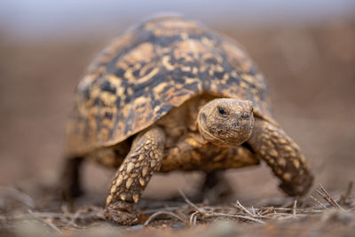 Close-up of turtle