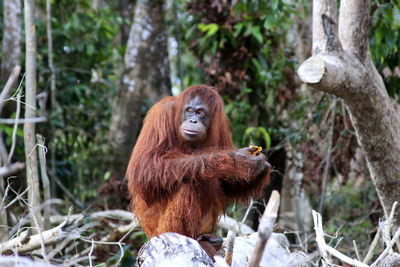 Orangutan sitting on tree trunk in forest