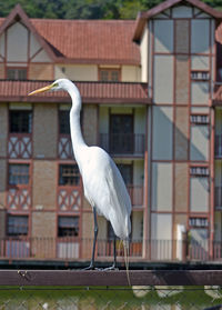 Bird perching on a building