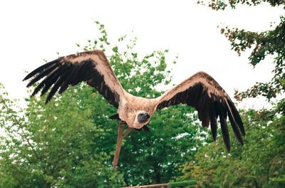 Bird flying against trees