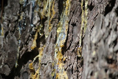 Close-up of tree trunk