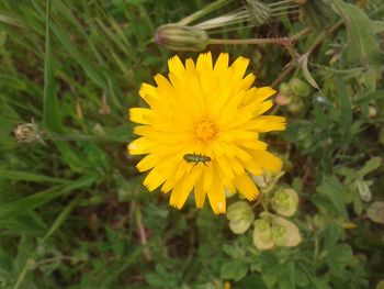 Close-up of yellow flower blooming in field