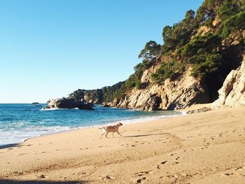 Dog on beach